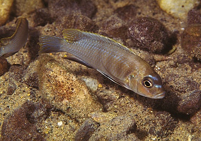 Maylandia sp. 'patricki' Mbenji Island